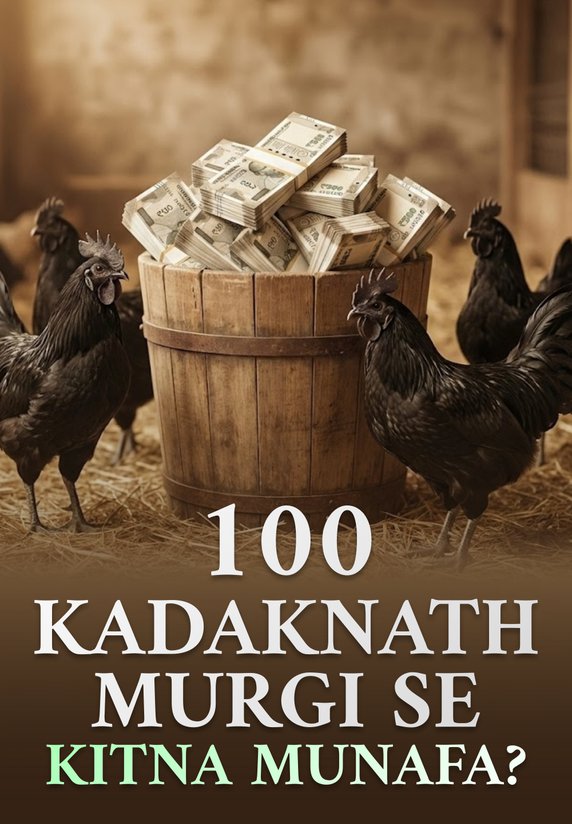 100 Kadaknath Murgi Se Kitna Munafa?