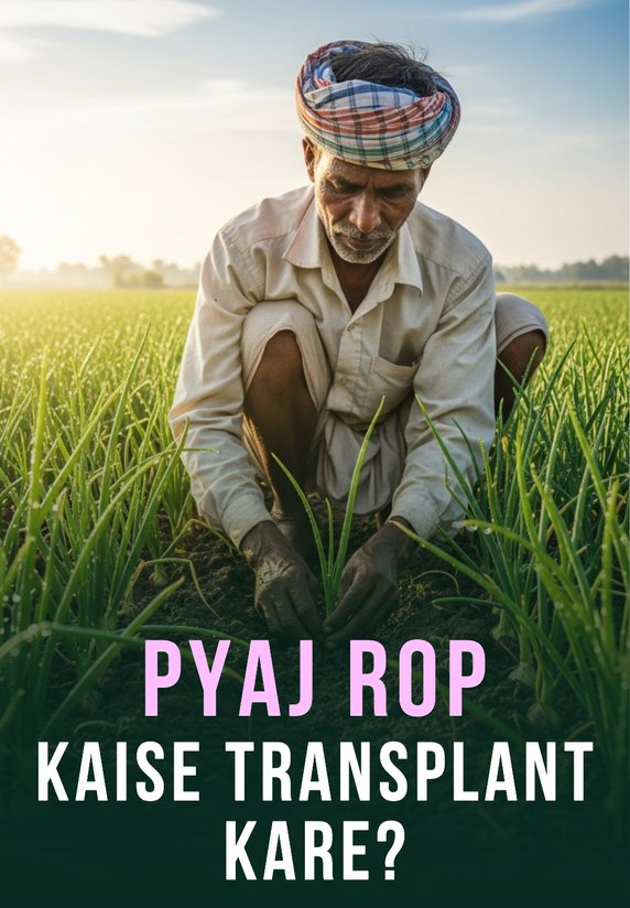 Pyaj Rop Kaise Transplant Kare?