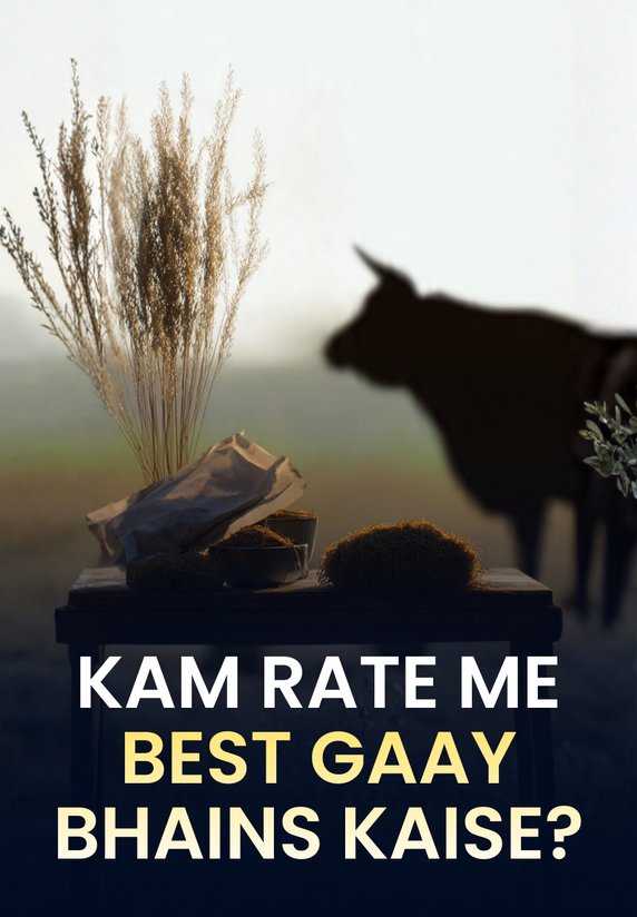 Kam Rate Me Best Gaay, Bhains Kaise?