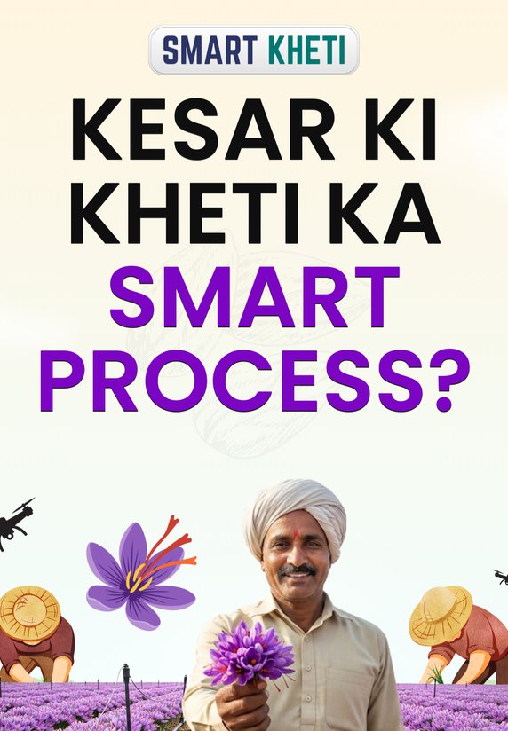 Kesar Ki Kheti Ka Smart Process?