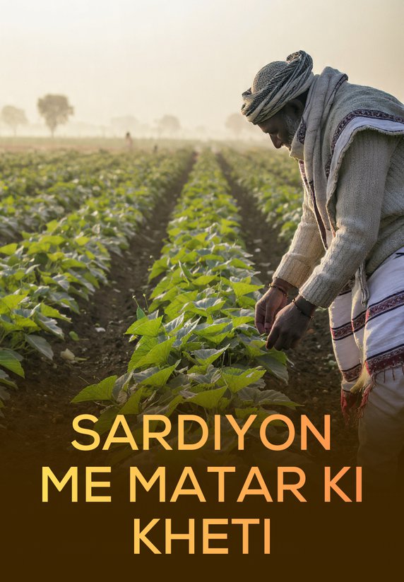 Sardiyon Me Matar Ki Kheti
