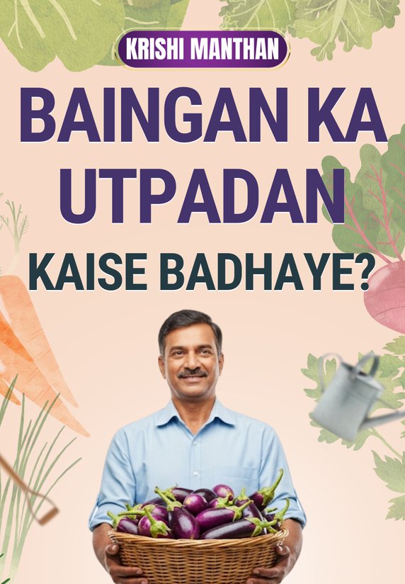 Baingan Ka Utpadan Kaise Badhaye?