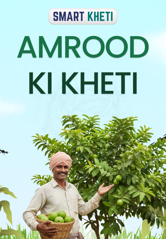 Amrood Ki Kheti