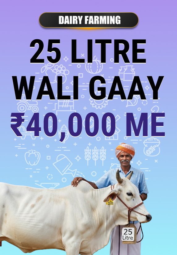 25 Litre Wali Gaay ₹40,000 Me