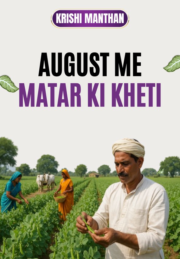 August Me Matar Ki Kheti