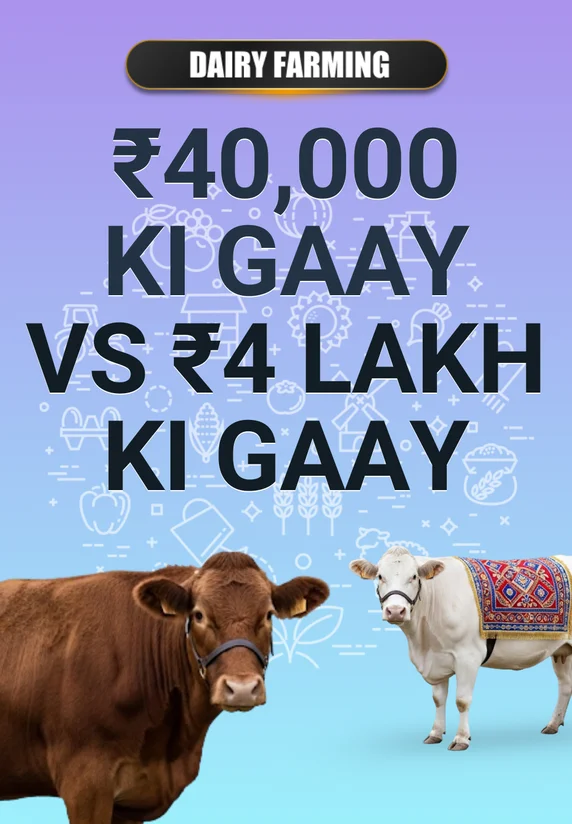 ₹40,000 Ki-Gaay VS ₹4-Lakh Ki Gaay