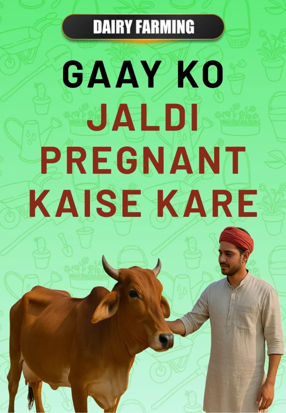 Gaay Ko Jaldi Pregnant Kaise Kare