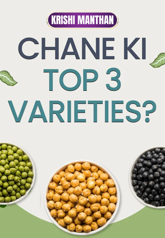 Chane Ki Top-3 Varieties?