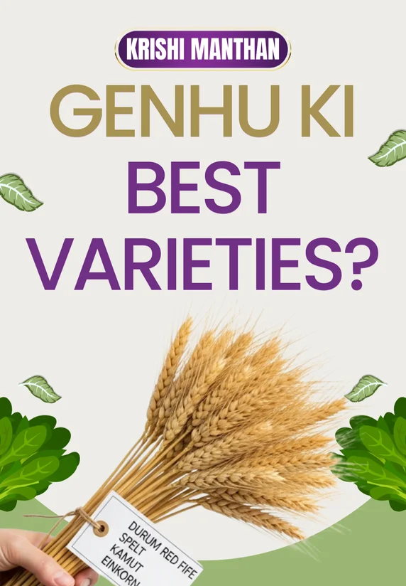 Genhu Ki Best Varieties?