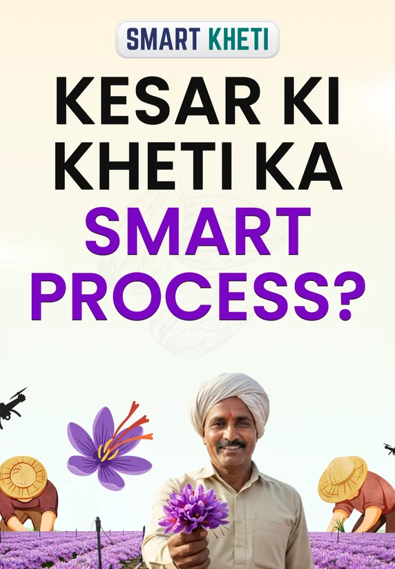 Kesar Ki Kheti Ka Smart Process?
